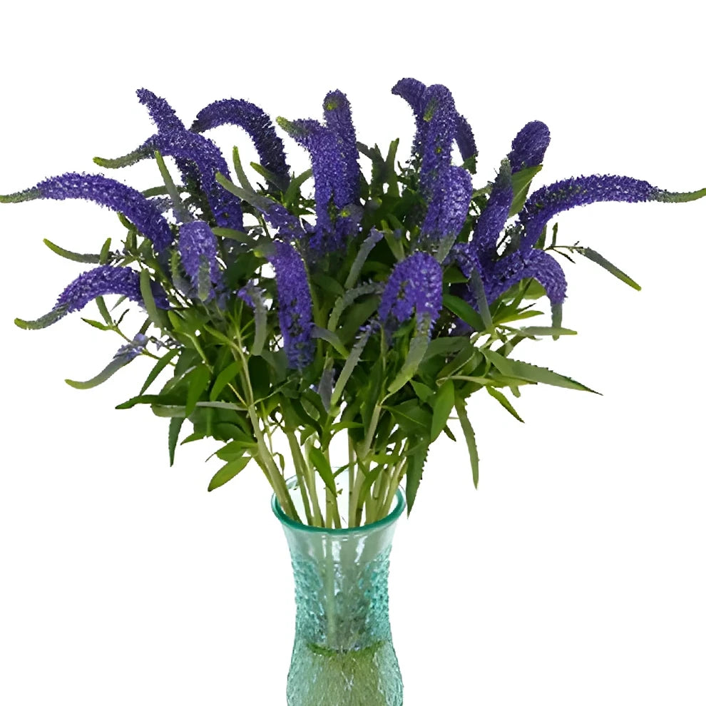 Purple Veronica - alternative 3