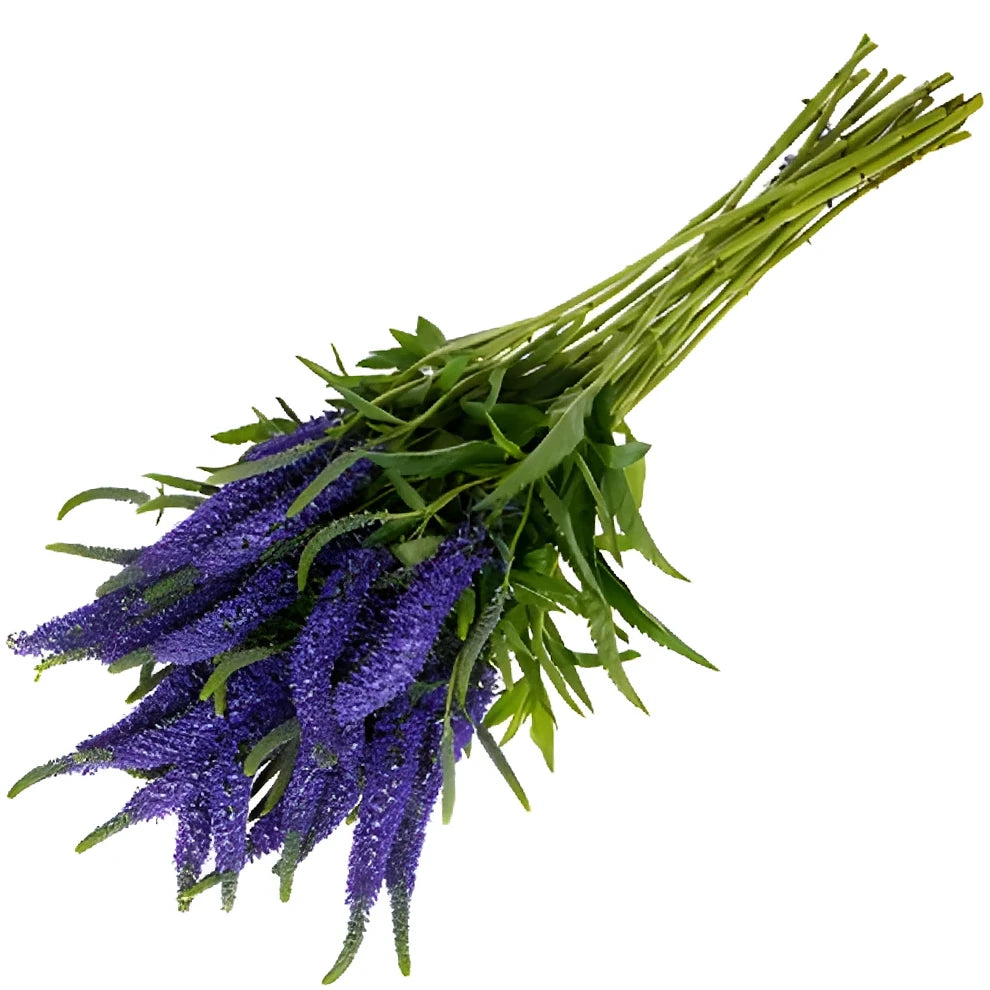 Purple Veronica - alternative 2