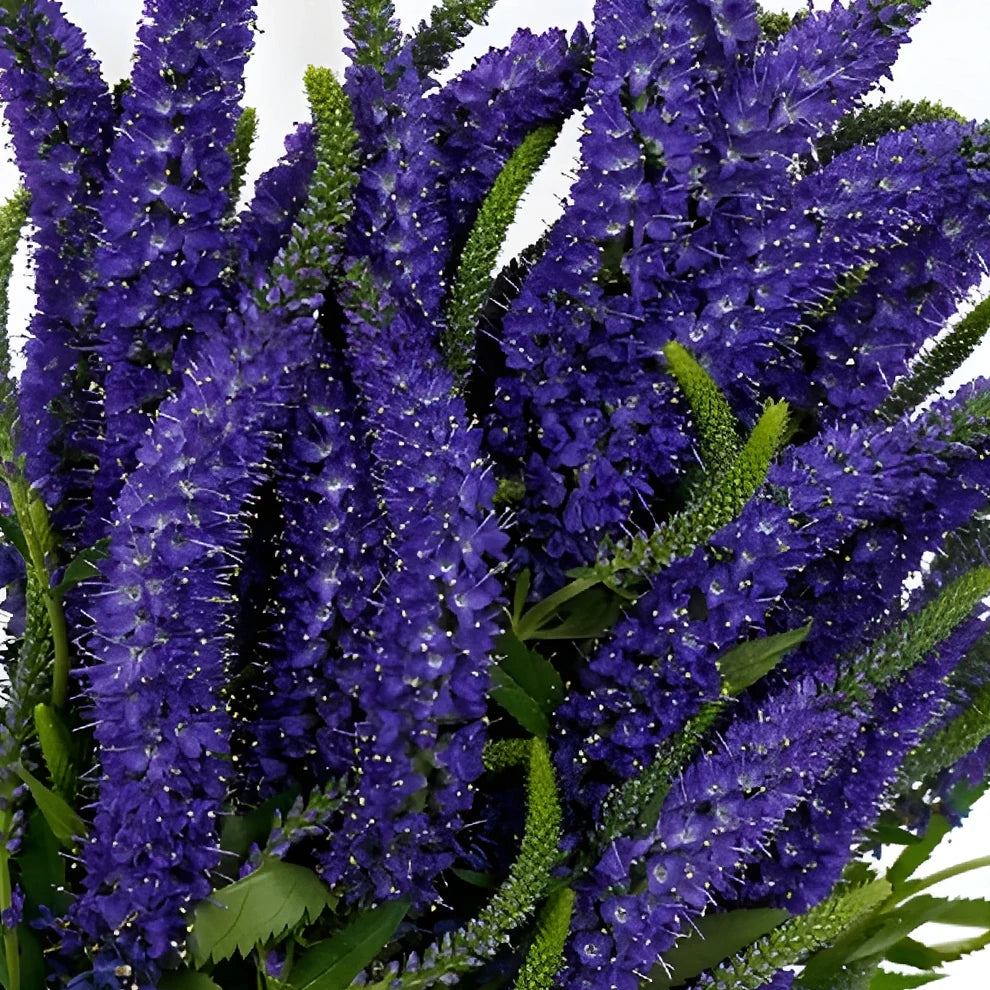 Purple Veronica - alternative 1