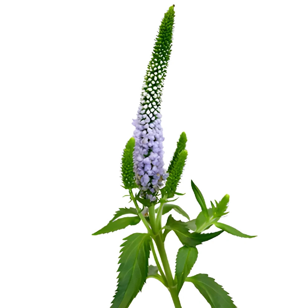 Lavender Veronica - alternative 2