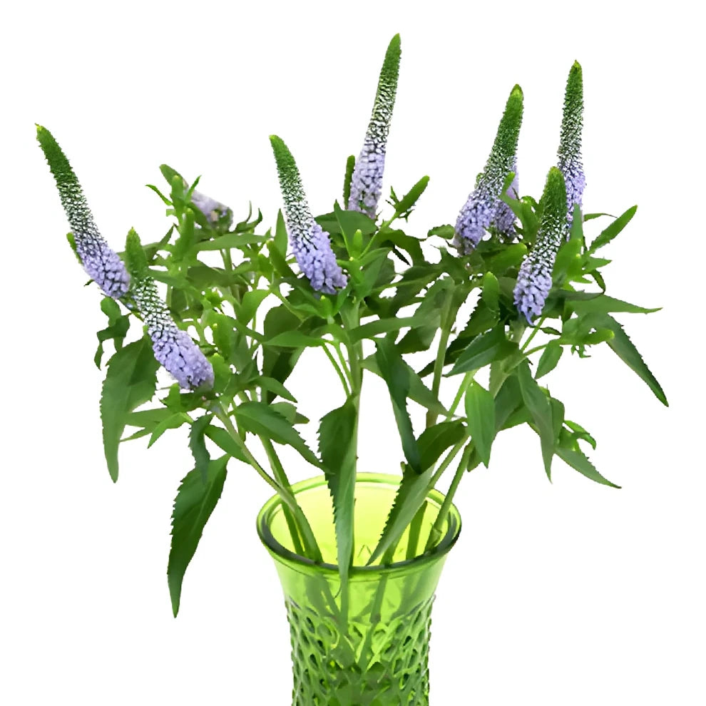 Lavender Veronica - main