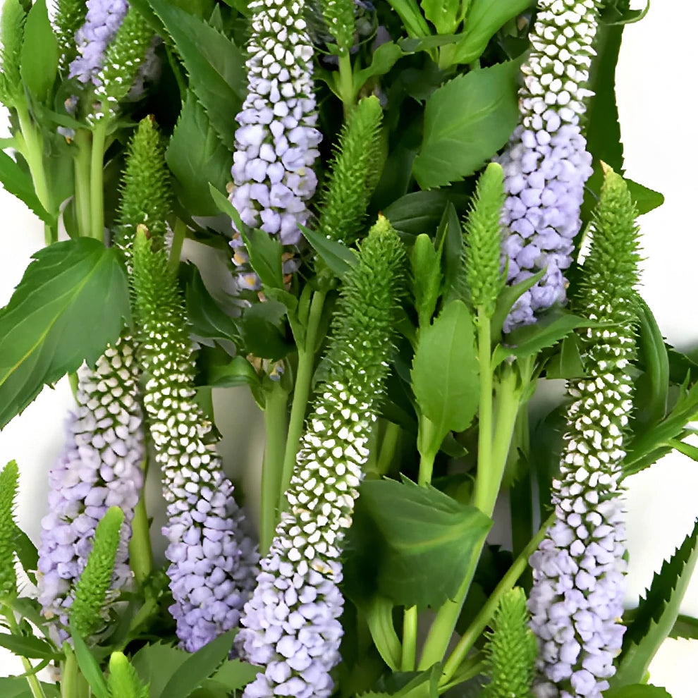 Lavender Veronica - alternative 1