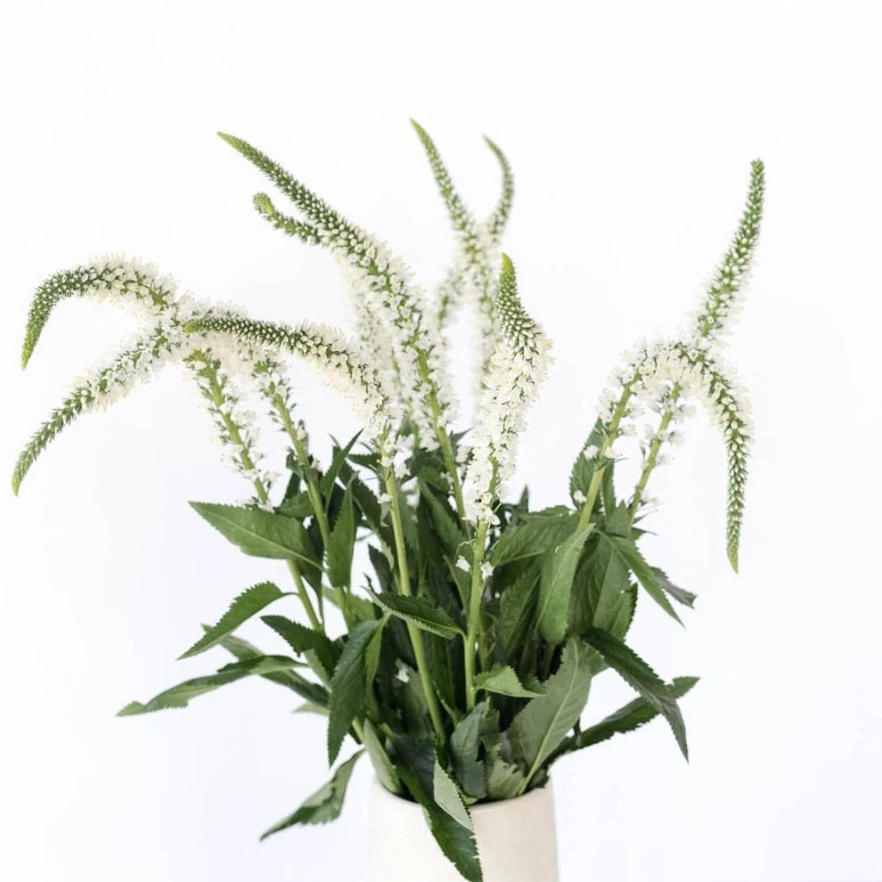 White Veronica - alternative 2