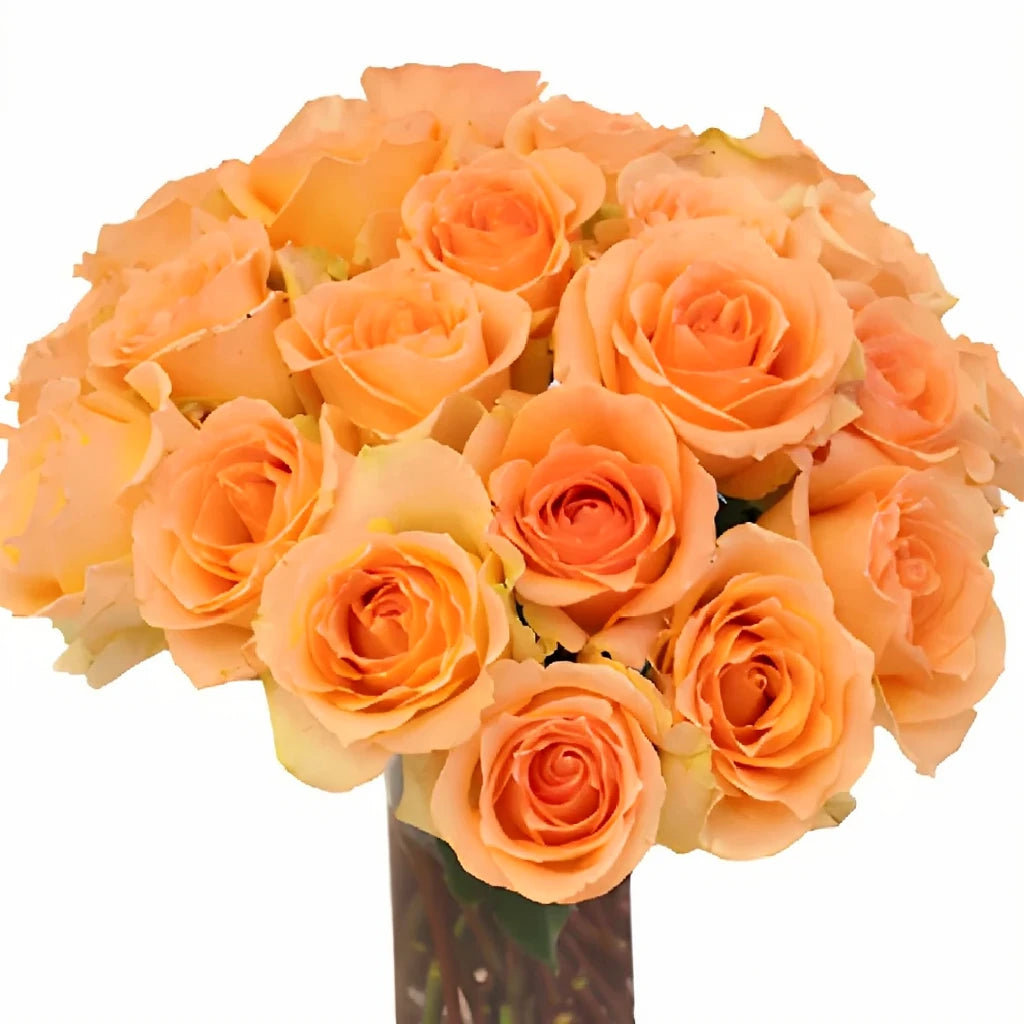 Versilia Roses Standard - alternative 3