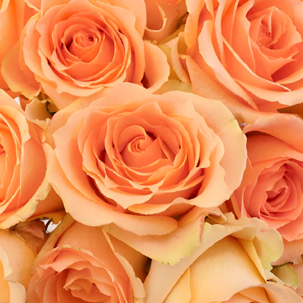 Versilia Roses Standard - main