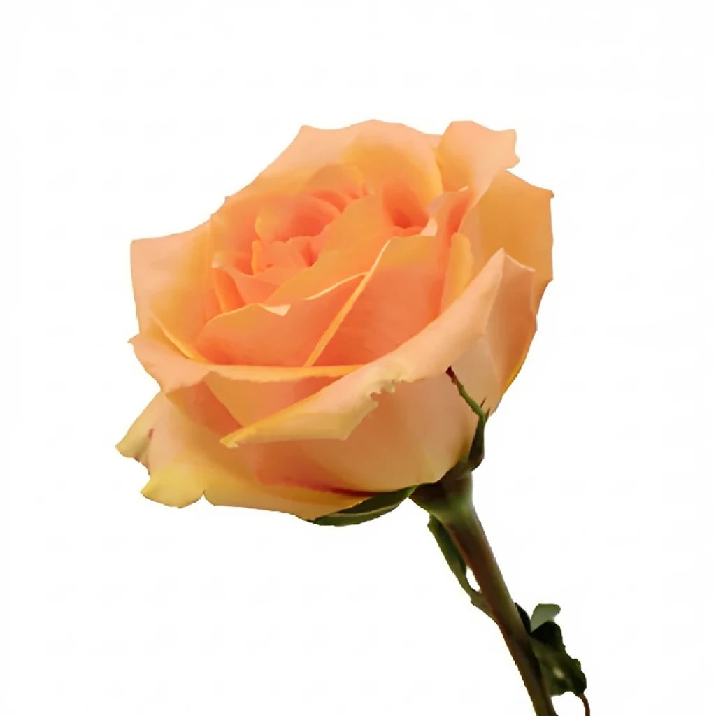 Versilia Roses Standard - alternative 1