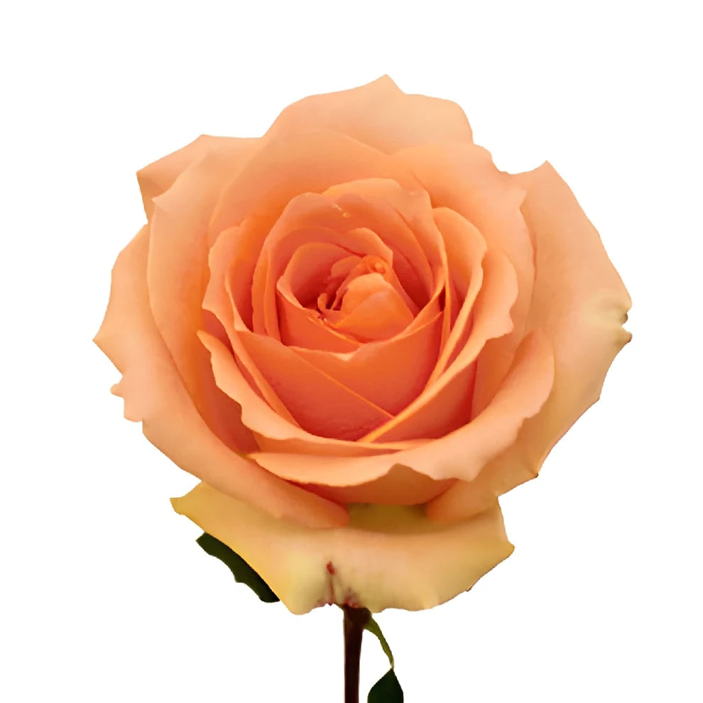 Versilia Roses Standard - alternative 2