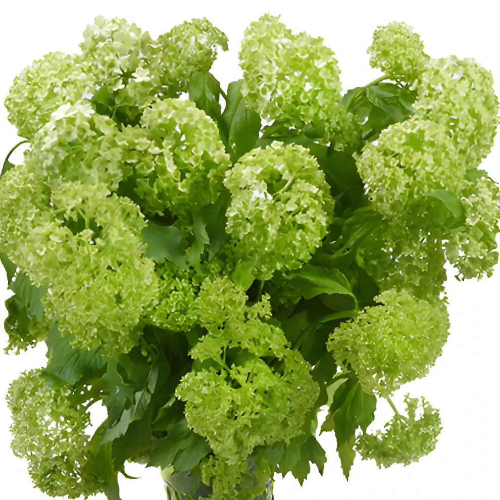Lacecap Viburnum Greenery - alternative 3