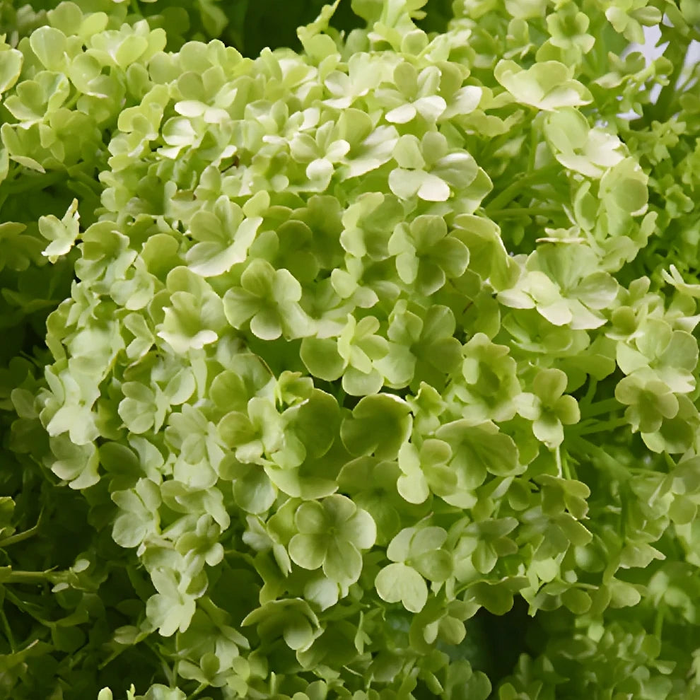 Lacecap Viburnum Greenery - alternative 2