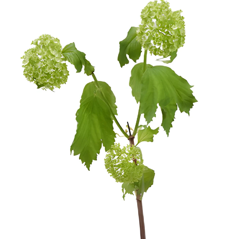 Lacecap Viburnum Greenery - alternative 1