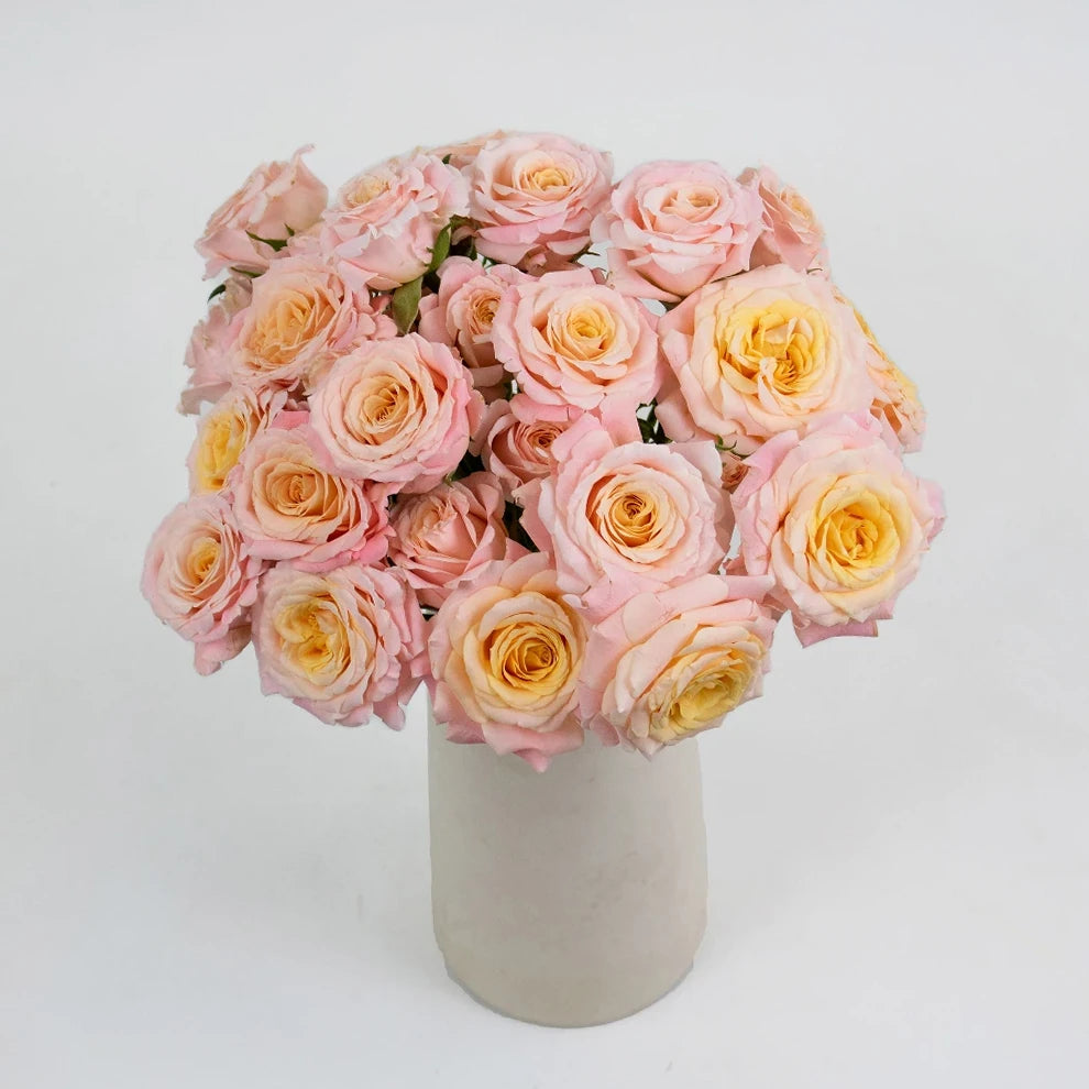 Roses Garden Spray - alternative 2