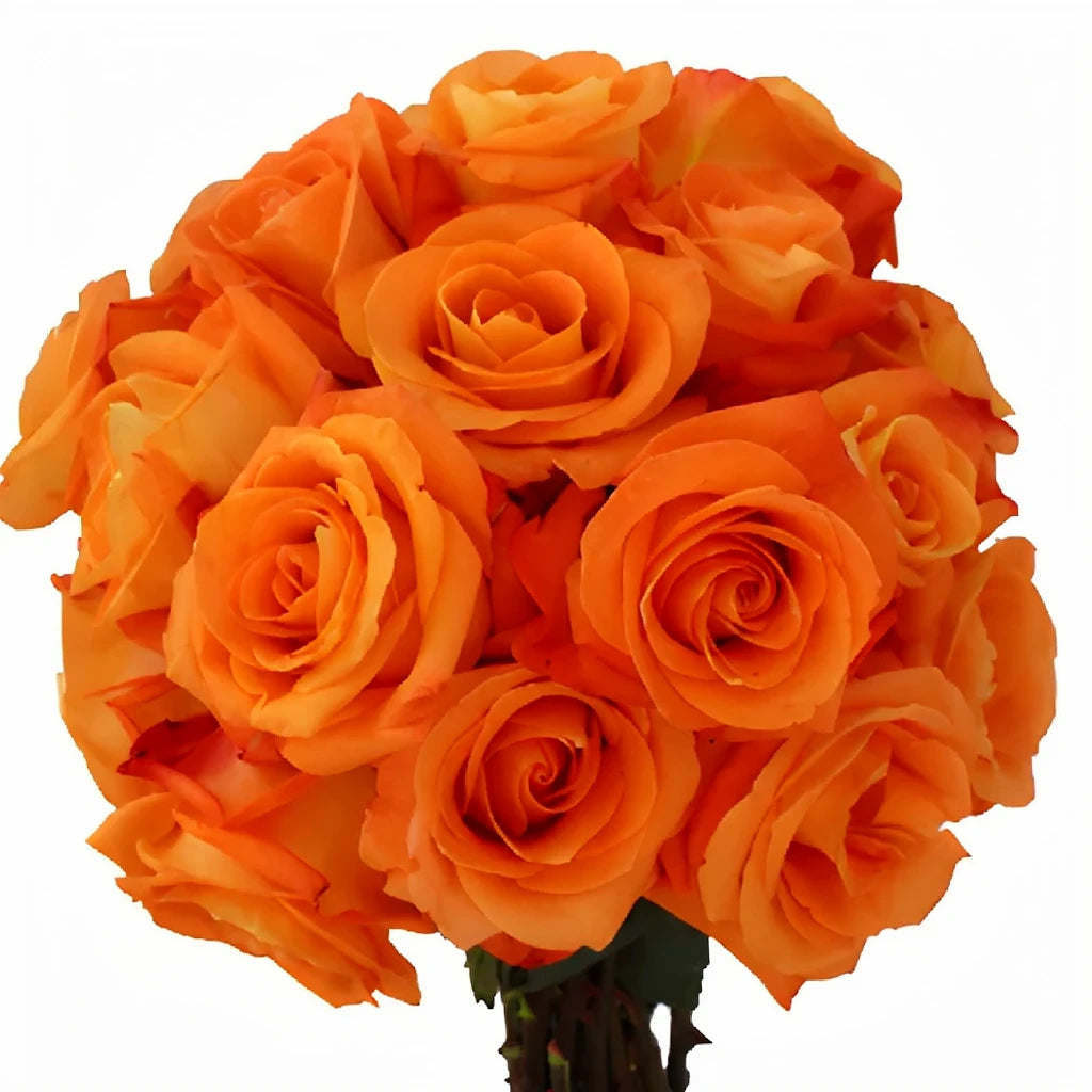 Voodoo Roses Standard - alternative 2