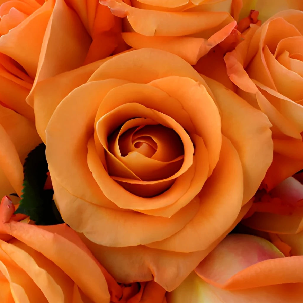 Voodoo Roses Standard - main