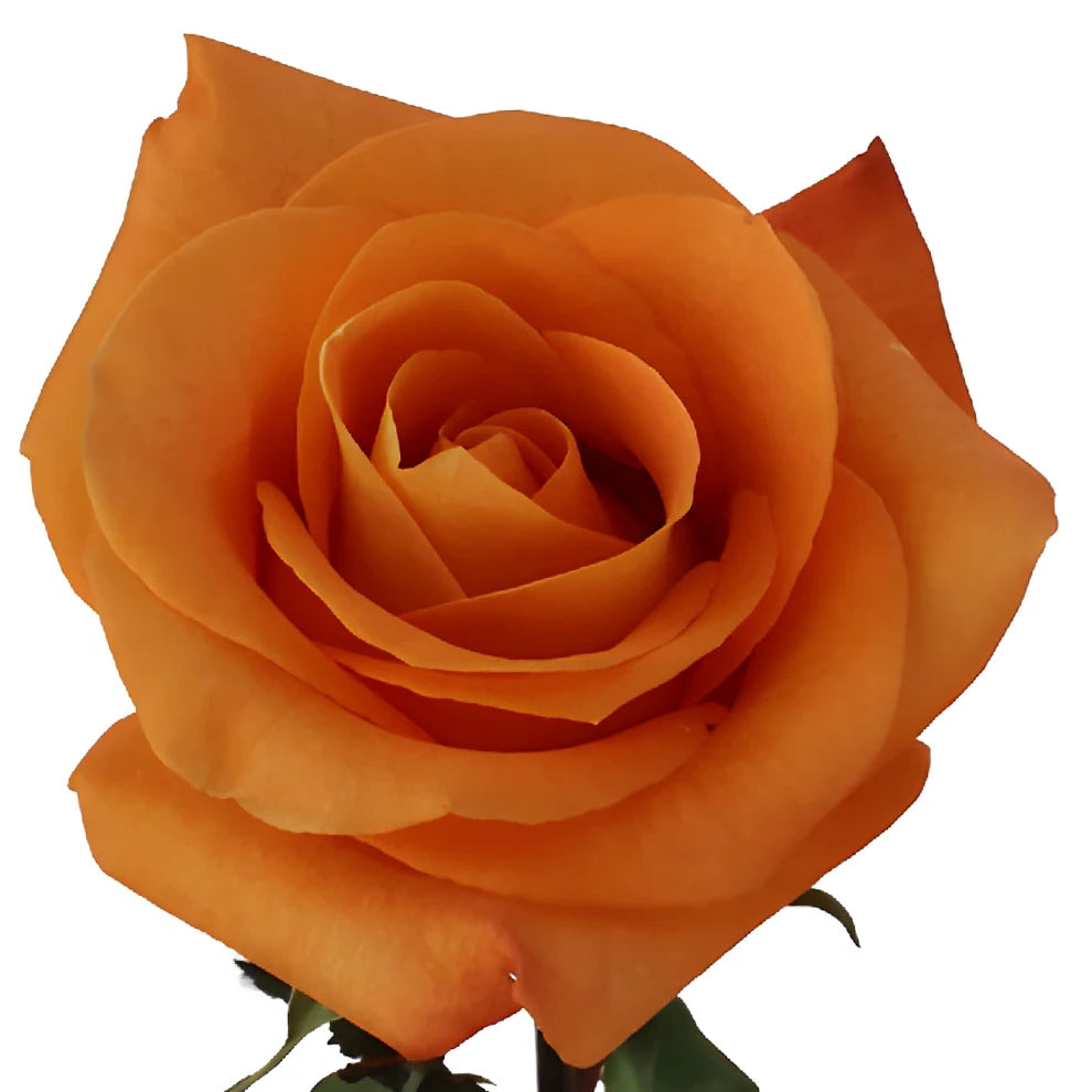 Voodoo Roses Standard - alternative 3