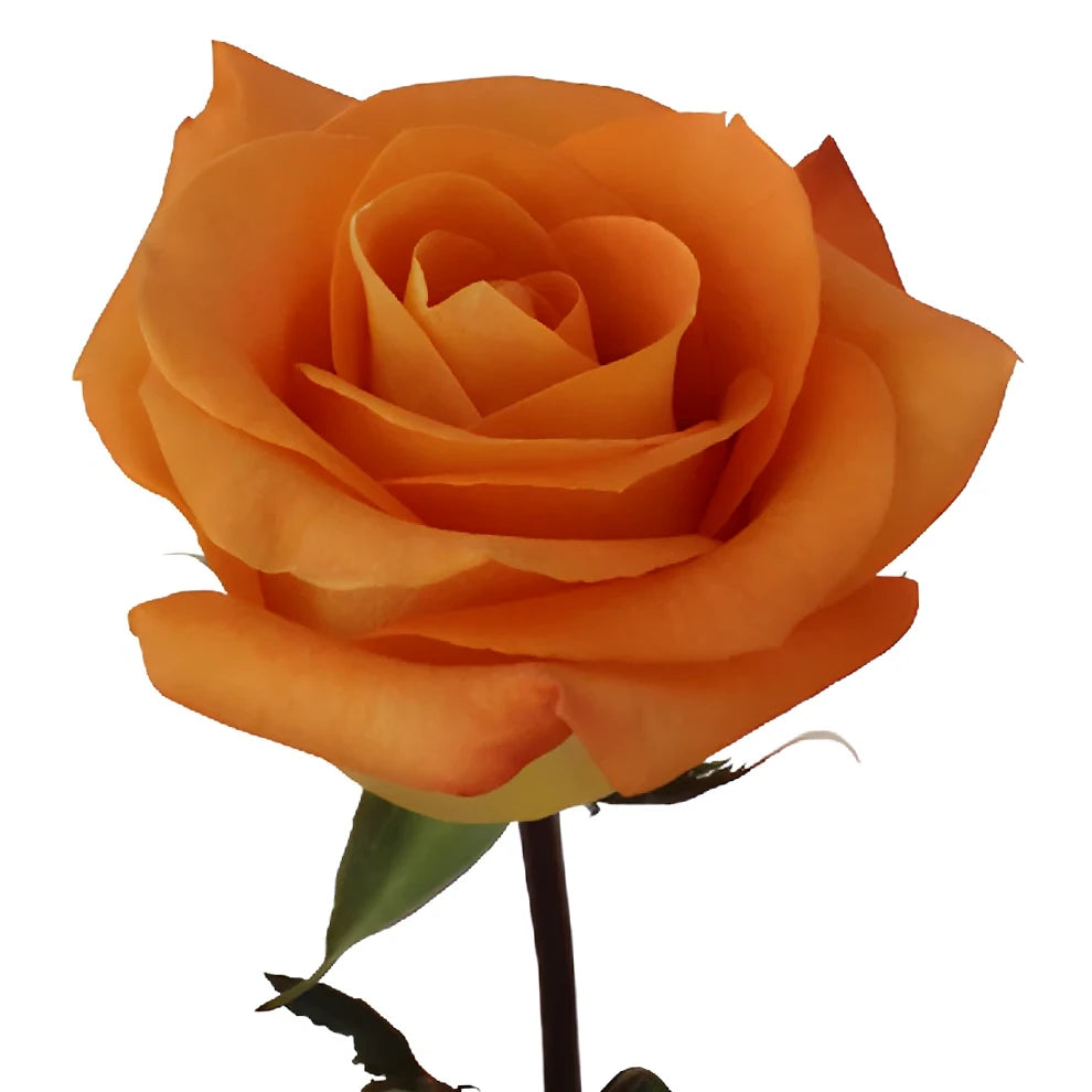 Voodoo Roses Standard - alternative 1