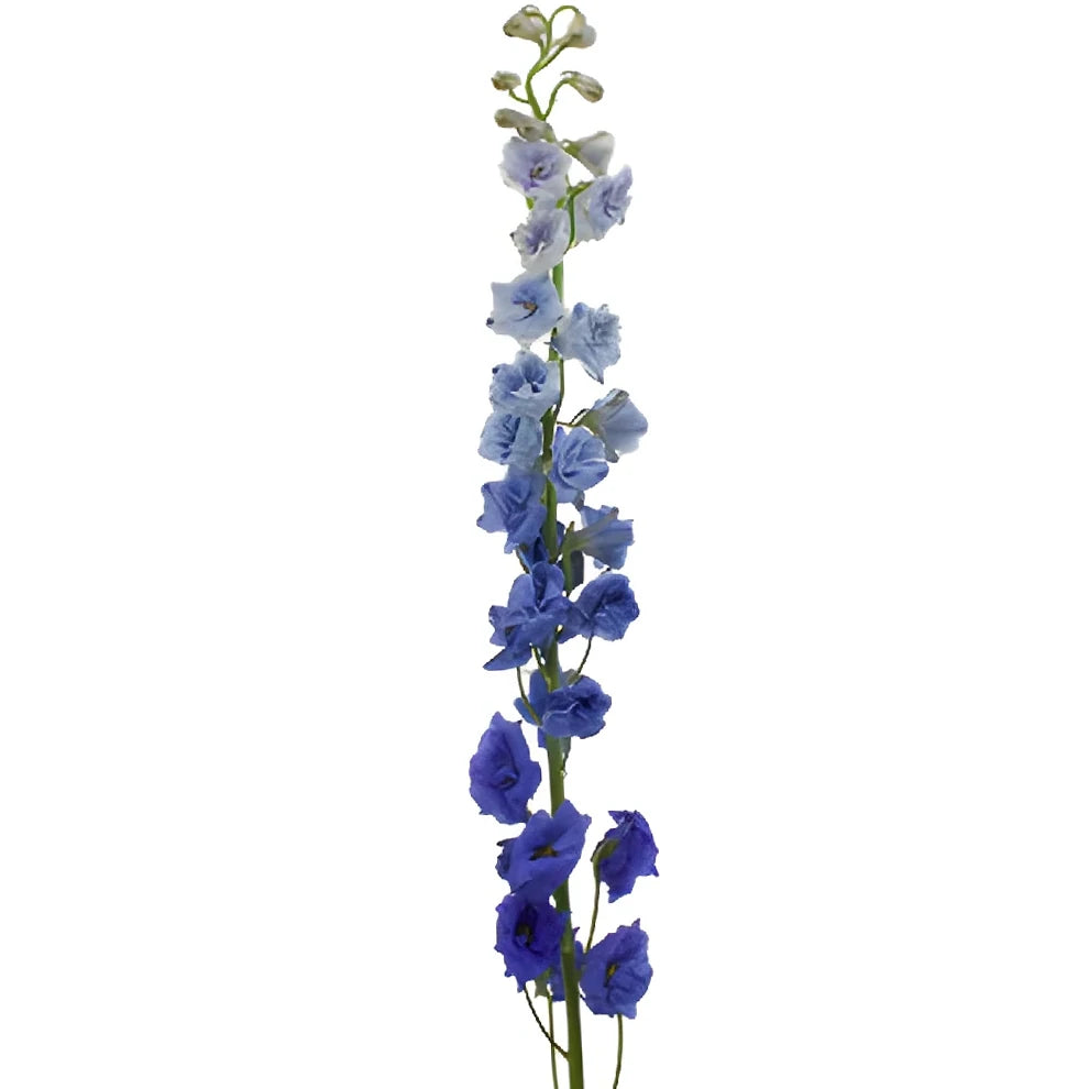 Volkenfrieden Delphinium - alternative 1