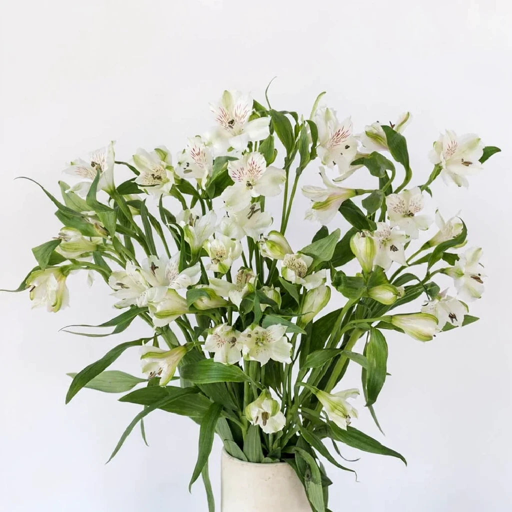 White Alstroemeria - main
