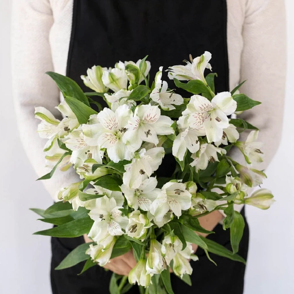 White Alstroemeria - alternative 1