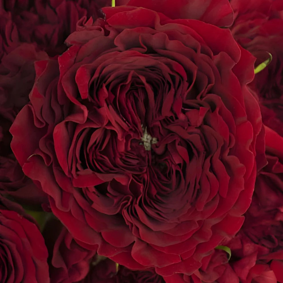 Mayra's Red Roses Garden - main
