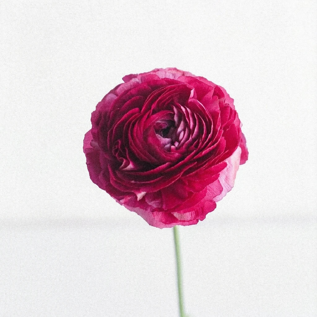 Pink Hot Ranunculus Cloony - alternative 2