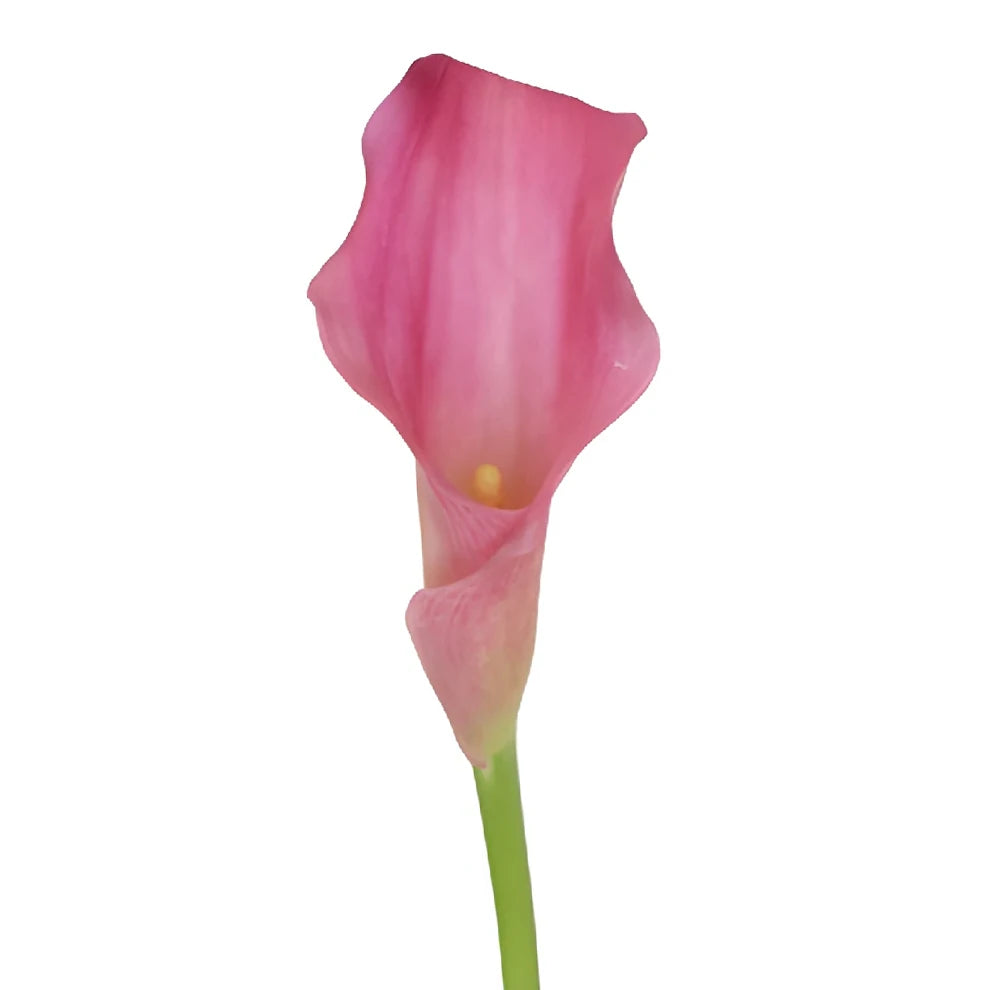 Garnet Glow Calla Lily Mini - main