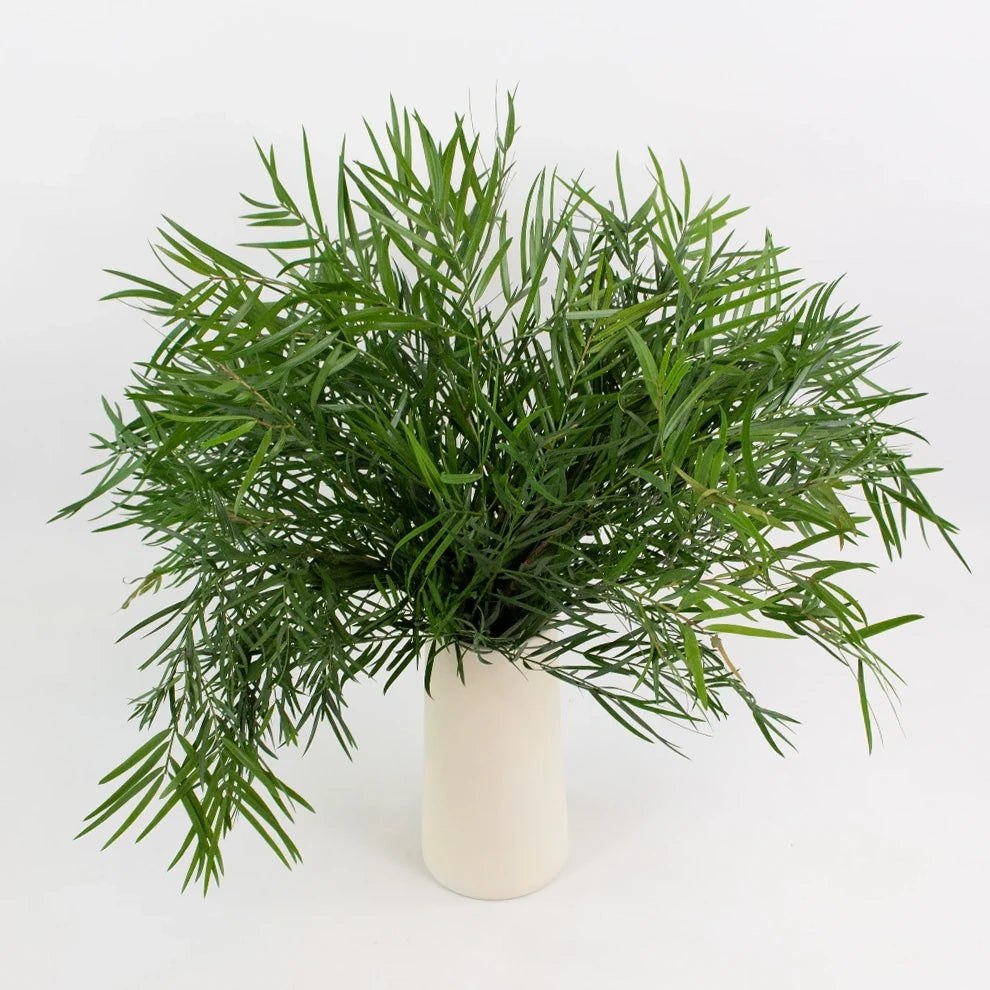 Podocarpus Greenery - main