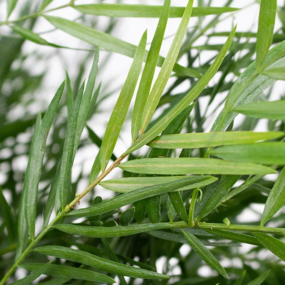 Podocarpus Greenery - alternative 1
