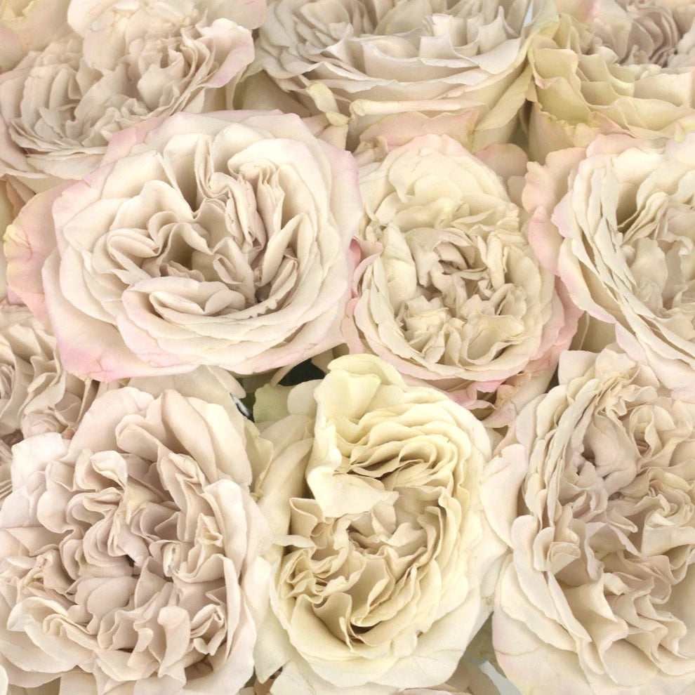 Westminster abbey Roses Garden - alternative 1