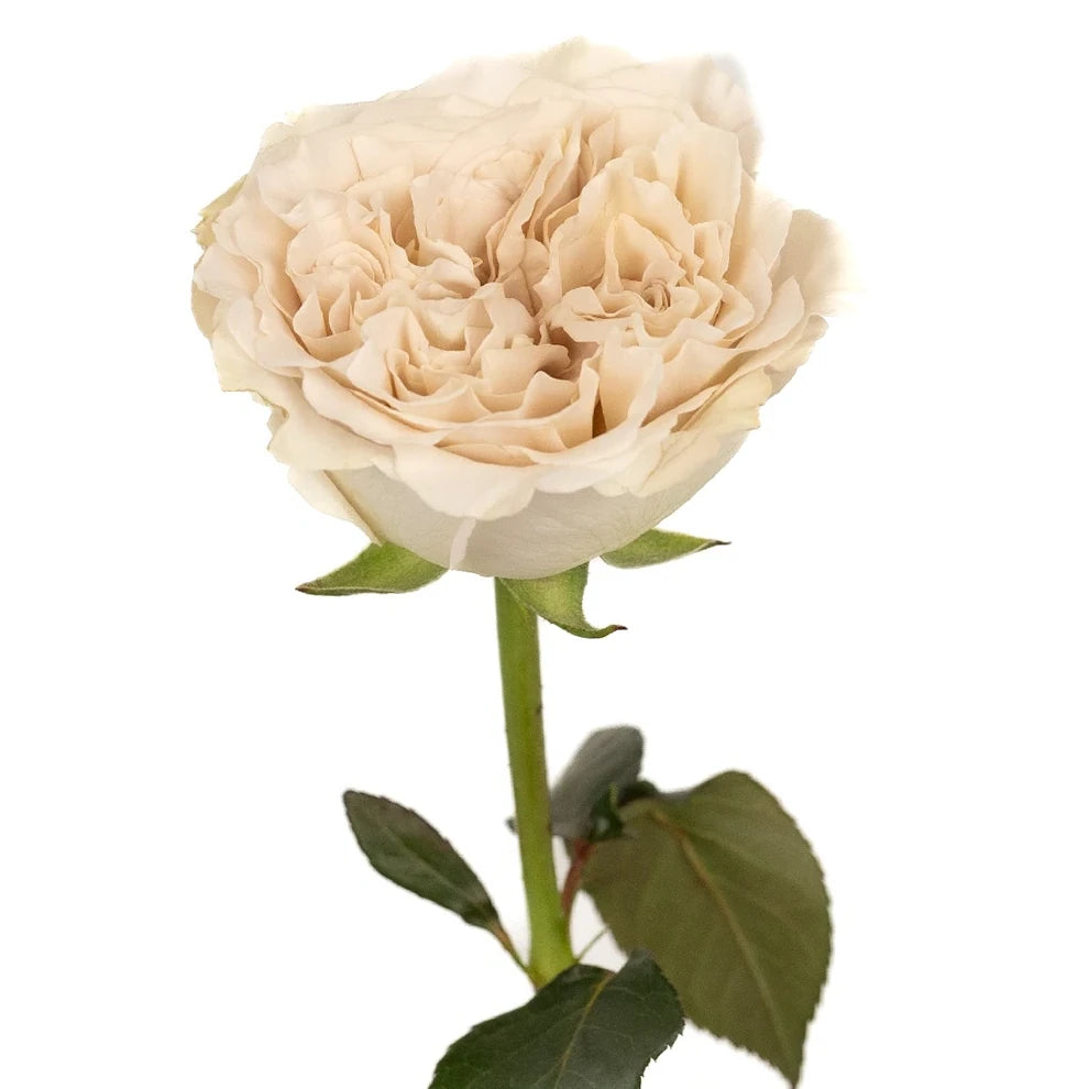 Westminster abbey Roses Garden - alternative 2