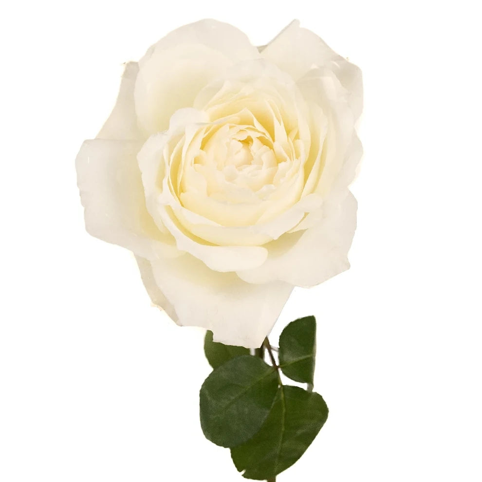 White Princess Miyuki Roses Garden - main