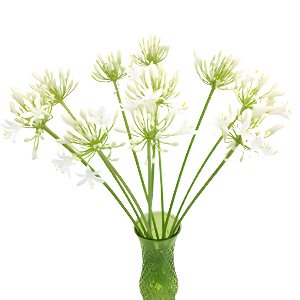 White Agapanthus - alternative 1