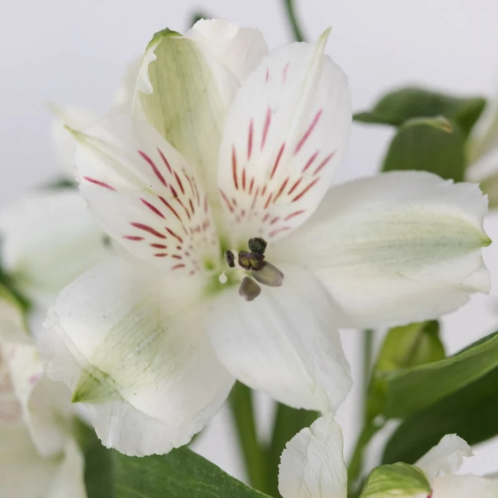 White Alstroemeria - alternative 3