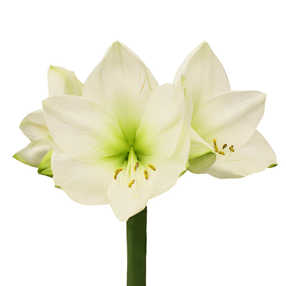 White Amaryllis - alternative 1