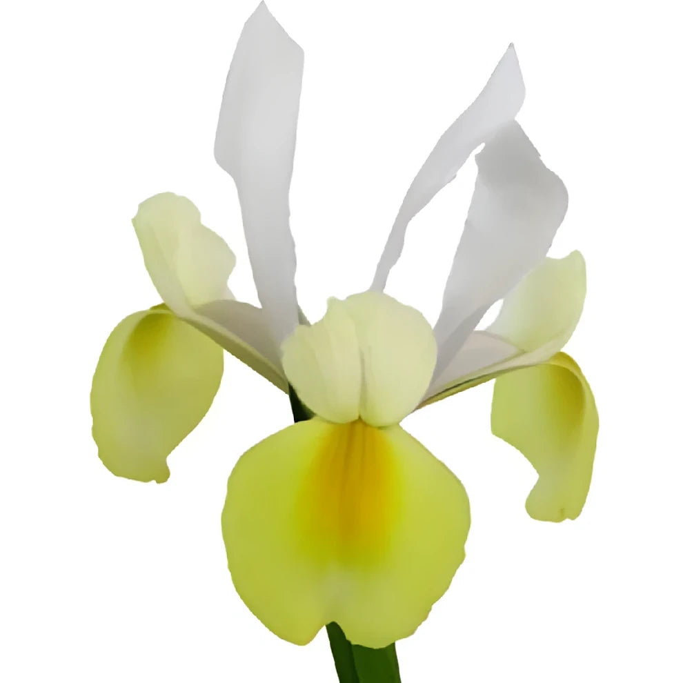 Bicolor White & Yellow Iris - main
