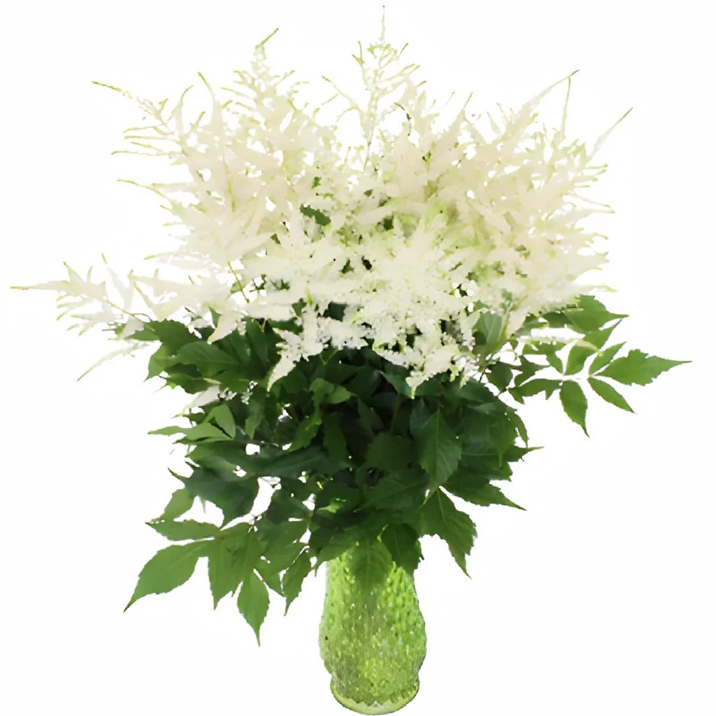 White Astilbe - alternative 1