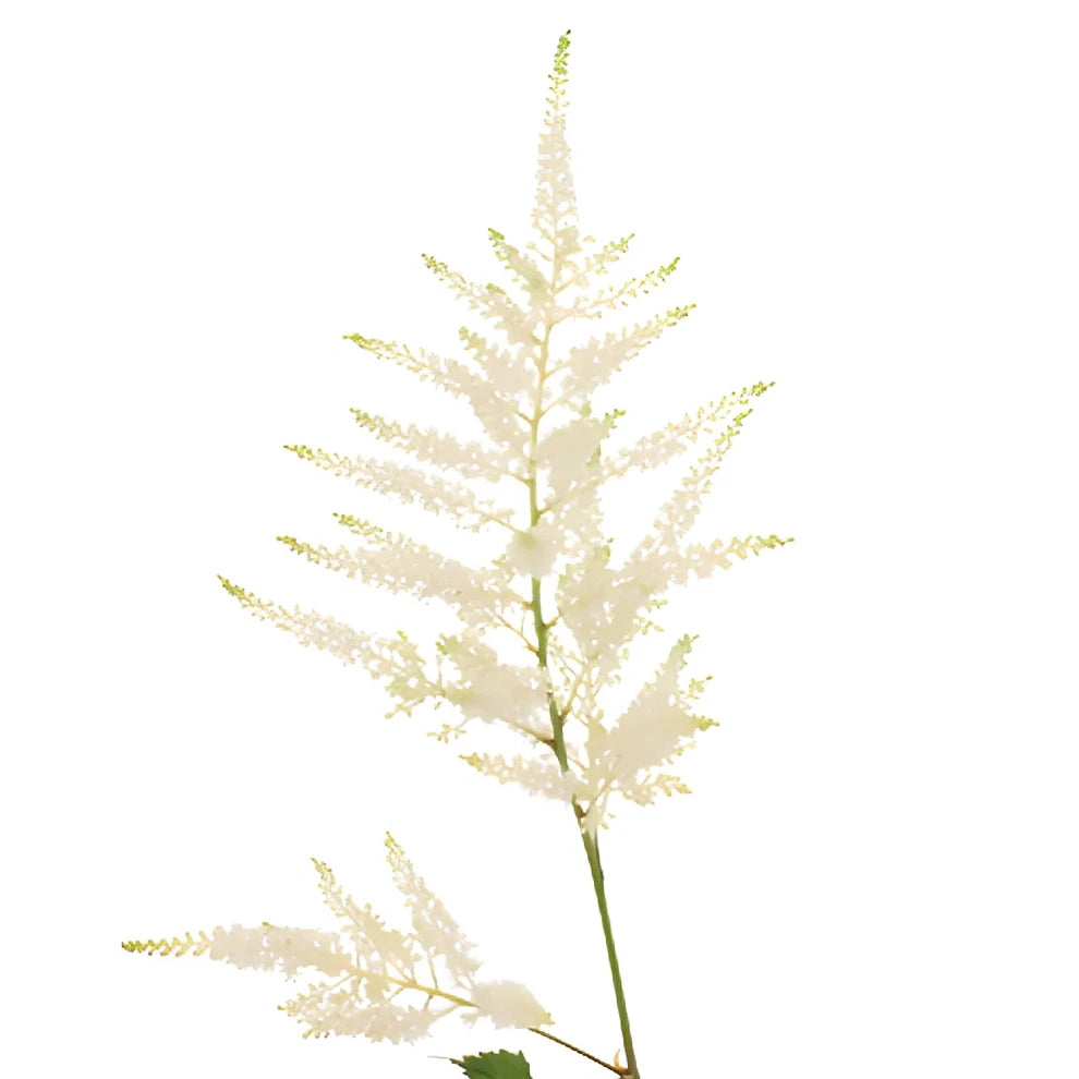 White Astilbe - alternative 2