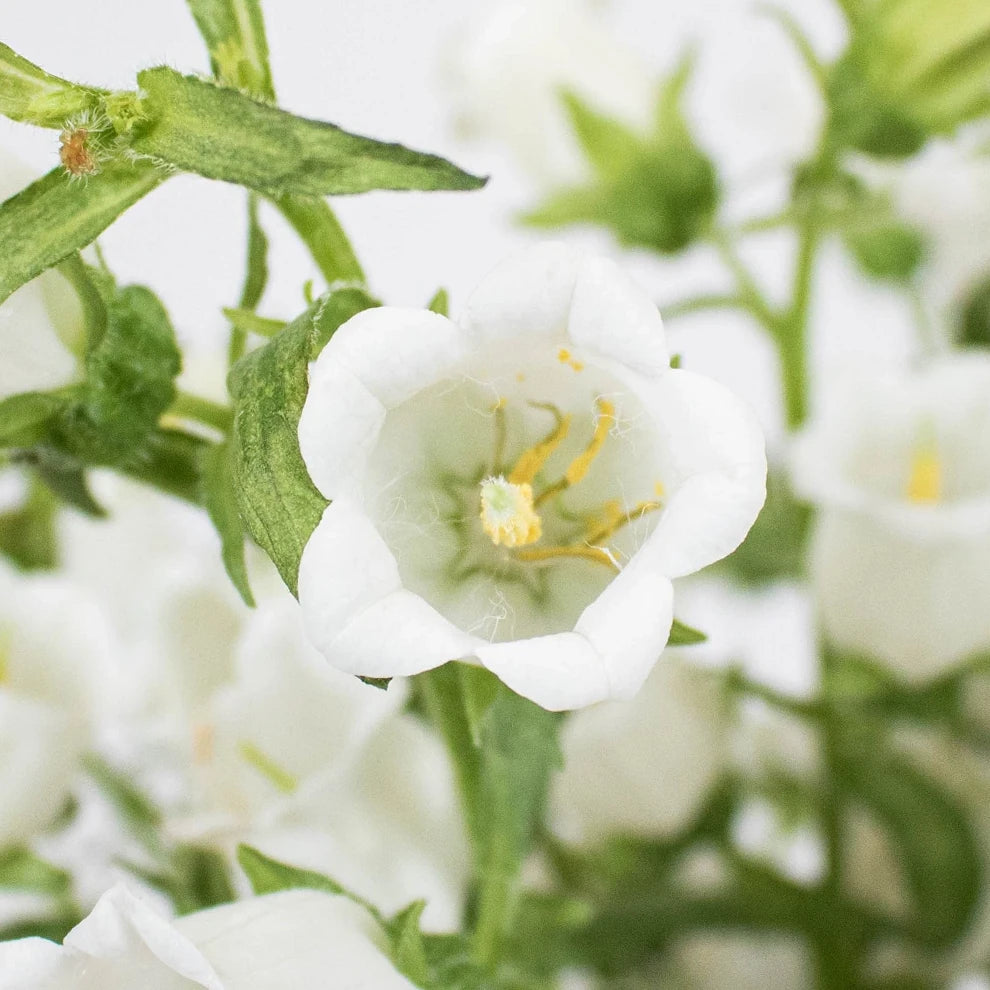 White Campanulas - main