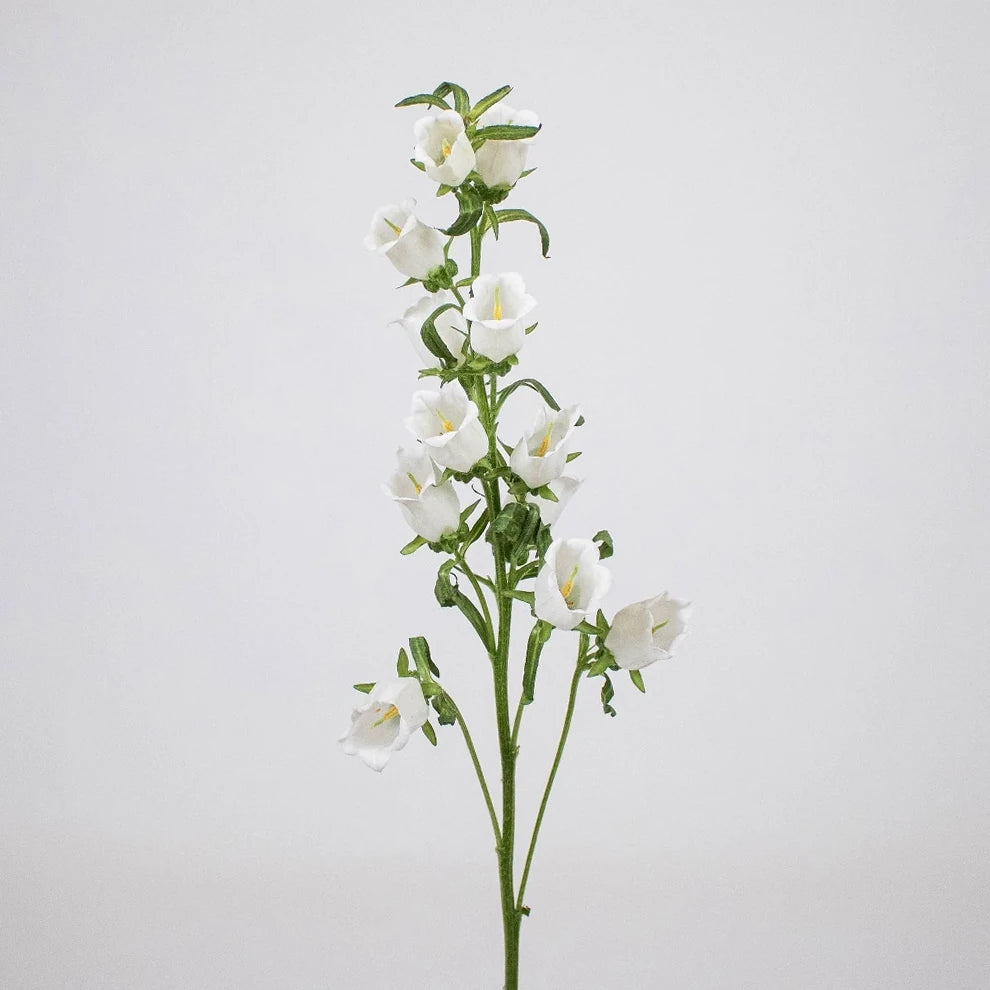White Campanulas - alternative 2