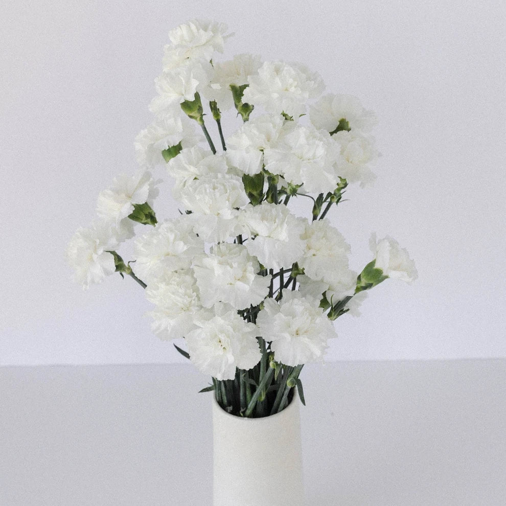 White Carnations - alternative 2