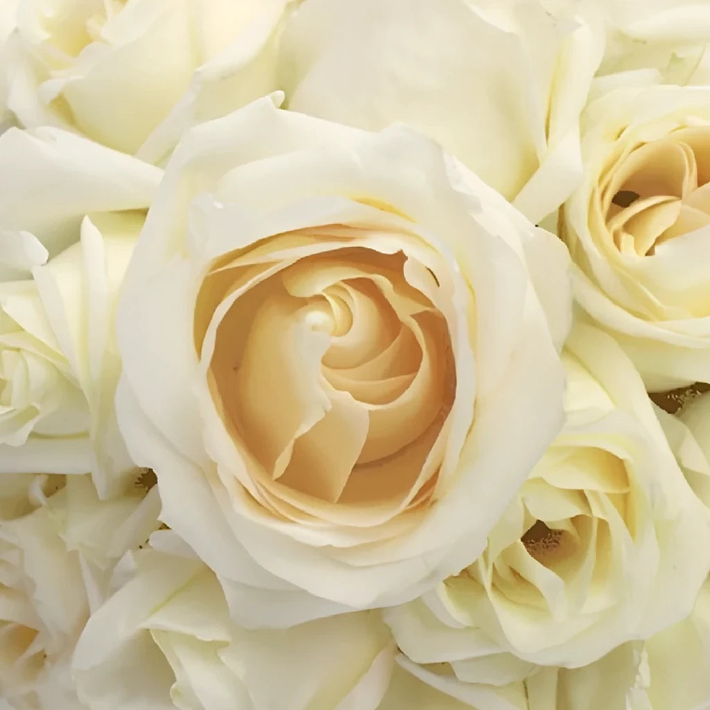 White Chocolate Roses Standard - alternative 1