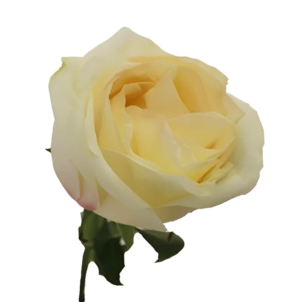 White Chocolate Roses Standard - alternative 3