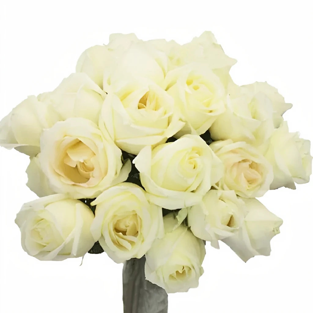 White Chocolate Roses Standard - main