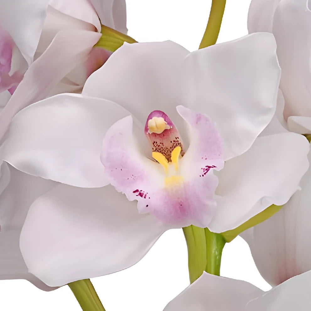 Blush Orchids Cymbidium - alternative 1