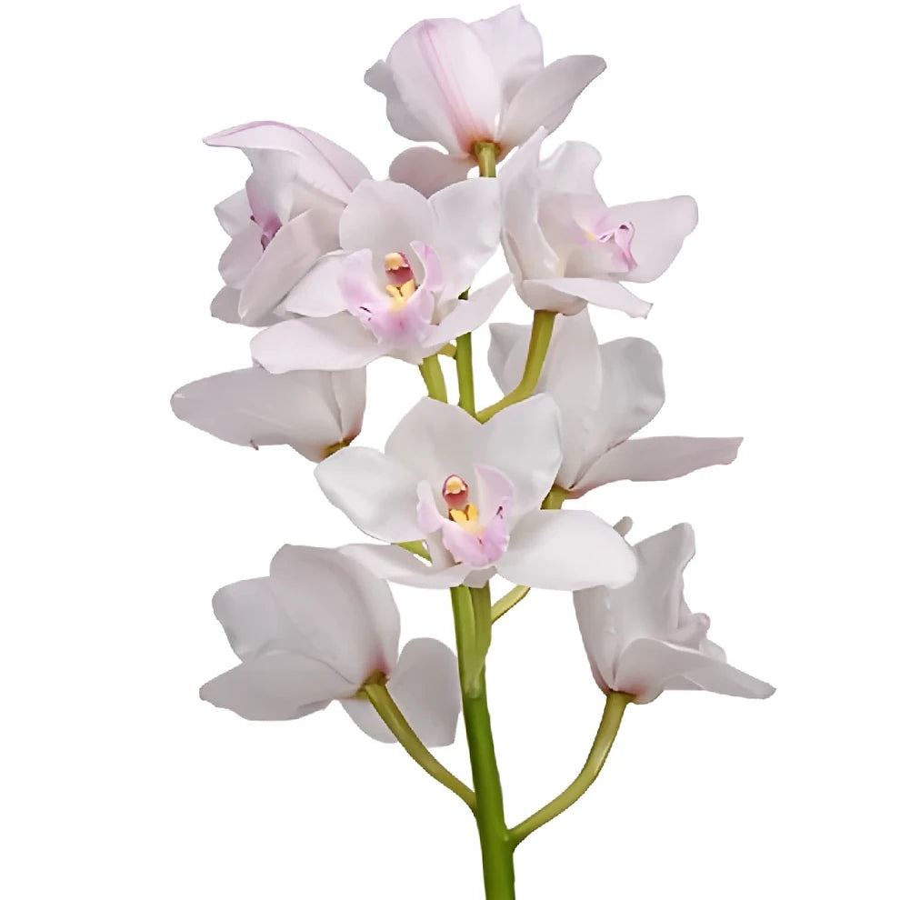 Blush Orchids Cymbidium - alternative 2