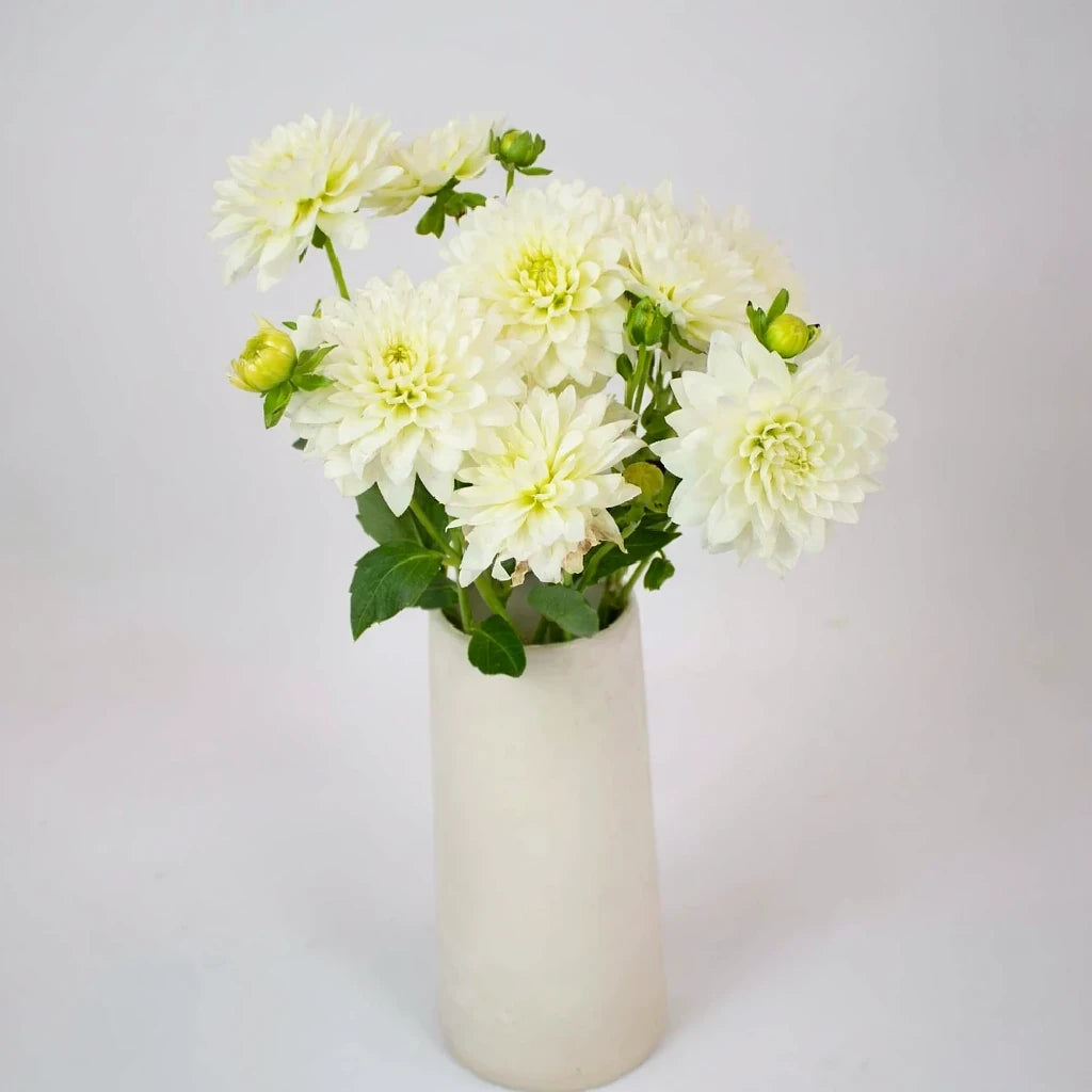 Snow Cap Dahlias - alternative 1