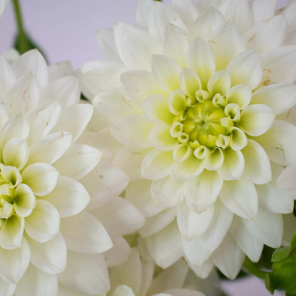 Snow Cap Dahlias - alternative 2