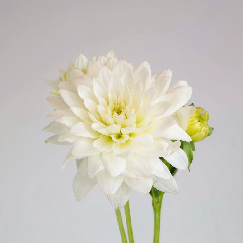 Snow Cap Dahlias - main