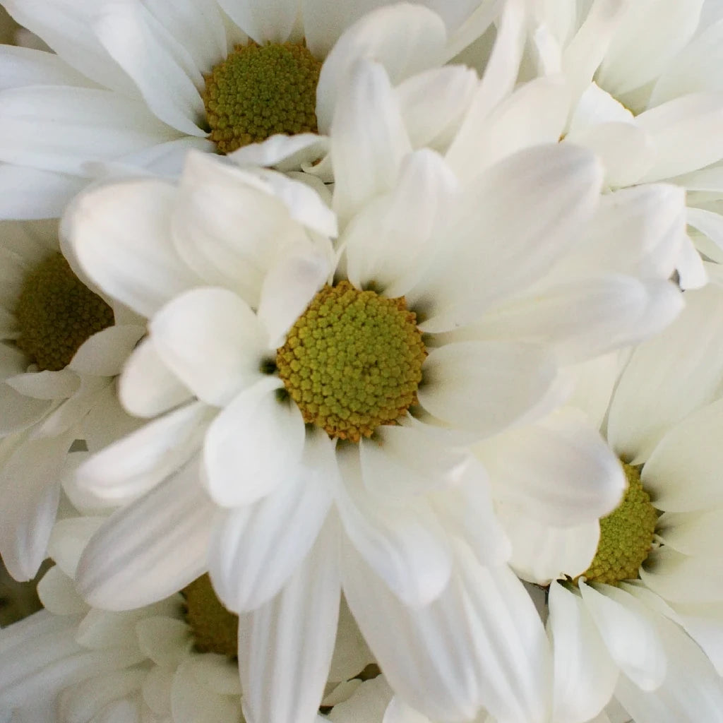 Atlantis White Pom Daisy - alternative 2