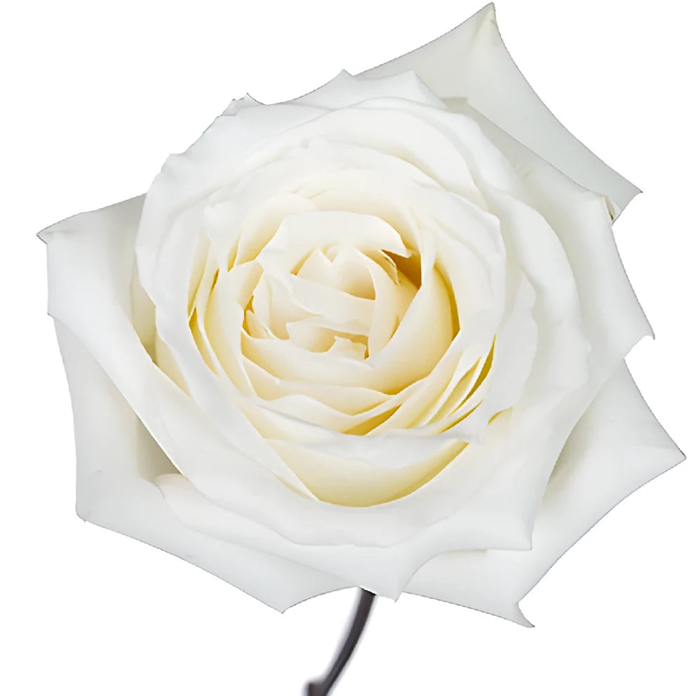 White Dove Roses Standard - alternative 3