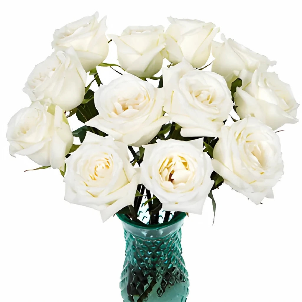 White Dove Roses Standard - alternative 1